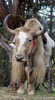Yak